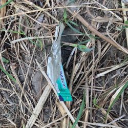 清掃活動:イカ調査のはずが