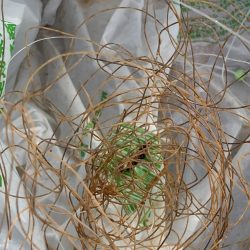 清掃活動：マメマメアジ