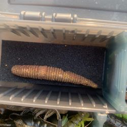 清掃活動:チニングならぬマゴチ大量