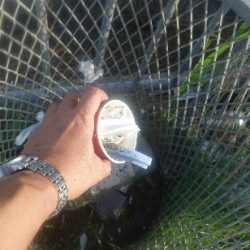 清掃活動：中潮凪