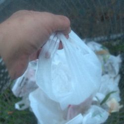 清掃活動：若潮凪