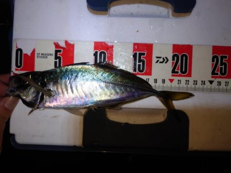 やっぱり鯵が好きである