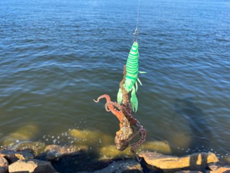 短時間タコで何とか！ヒイカも何とか釣れたけ…