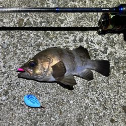 梅雨メバル完全終了！