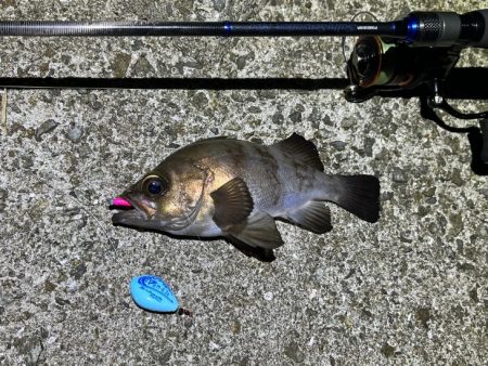 梅雨メバル完全終了！