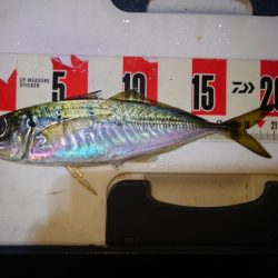 やっぱり鯵が好きである