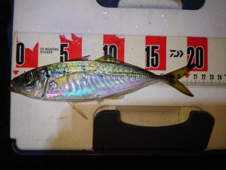 やっぱり鯵が好きである