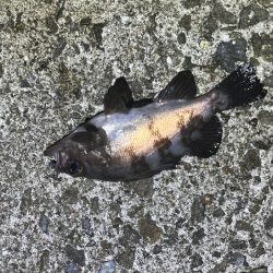 梅雨メバル完全終了！