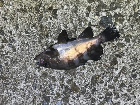 梅雨メバル完全終了！