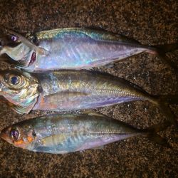 やっぱり鯵が好きである