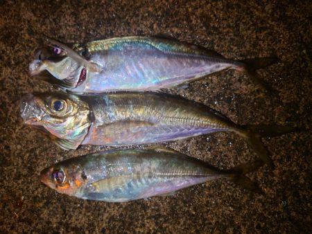 やっぱり鯵が好きである