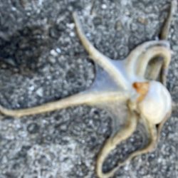 数もサイズも上がらない