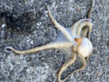 数もサイズも上がらない