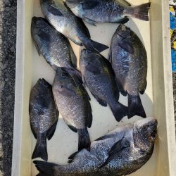 和歌山マリーナシティ釣り公園 釣果