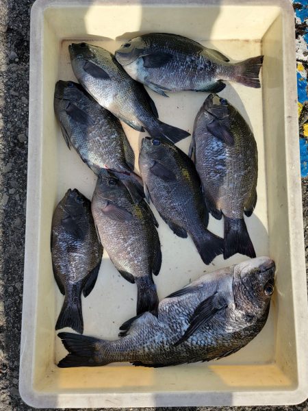 和歌山マリーナシティ釣り公園 釣果