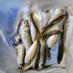 和歌山マリーナシティ釣り公園 釣果