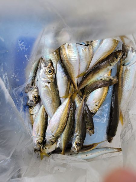 和歌山マリーナシティ釣り公園 釣果