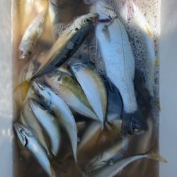 和歌山マリーナシティ釣り堀 釣果