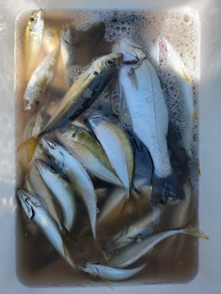 和歌山マリーナシティ釣り堀 釣果