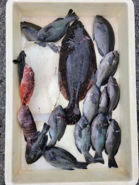 和歌山マリーナシティ釣り公園 釣果