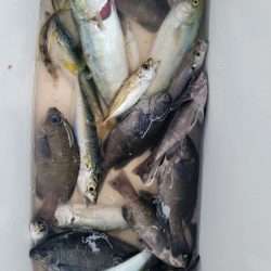 2023年  7月19日 名前　総合釣果