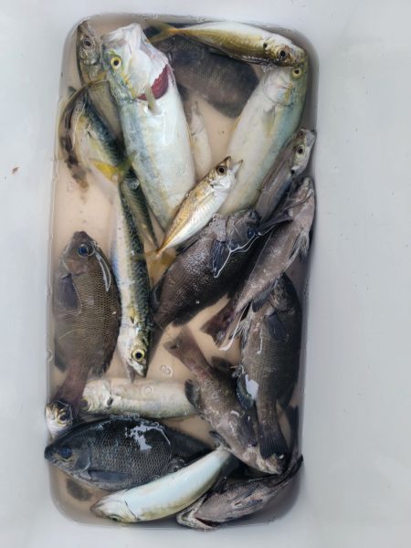 2023年 7月19日 名前 総合釣果