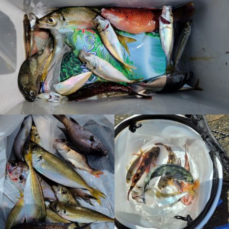 和歌山マリーナシティ釣り公園 釣果