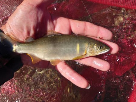大好きな馬瀬川上流
