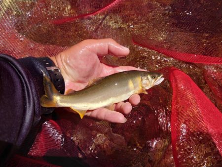 大好きな馬瀬川上流