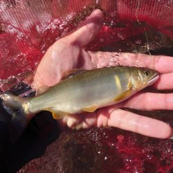 大好きな馬瀬川上流