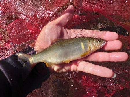大好きな馬瀬川上流