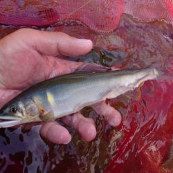 大好きな馬瀬川上流