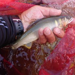 大好きな馬瀬川上流