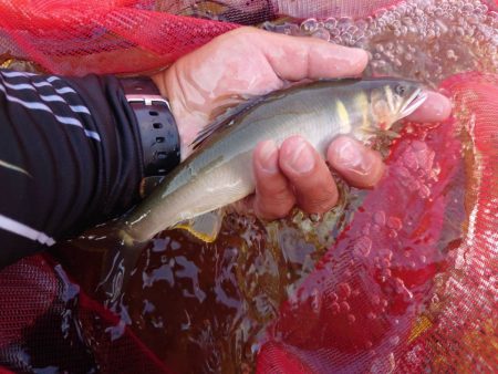 大好きな馬瀬川上流