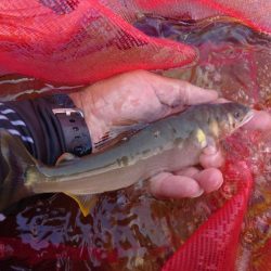 大好きな馬瀬川上流