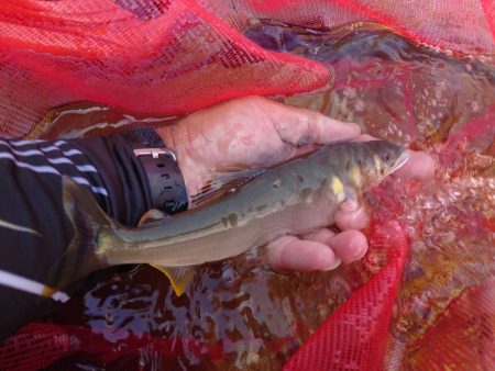 大好きな馬瀬川上流