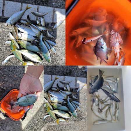 和歌山マリーナシティ海釣り公園 釣果
