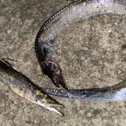 淡路島タチウオ開幕