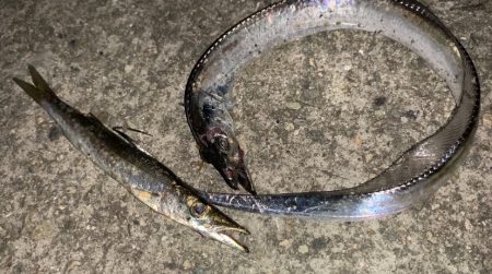 淡路島タチウオ開幕