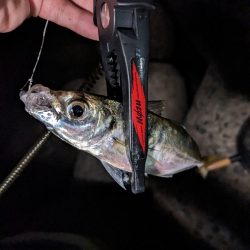 サバ、豆を掻い潜って良型アジ探し