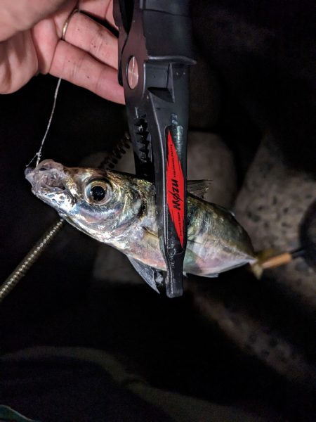 サバ、豆を掻い潜って良型アジ探し