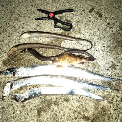 タチウオ、アナゴ