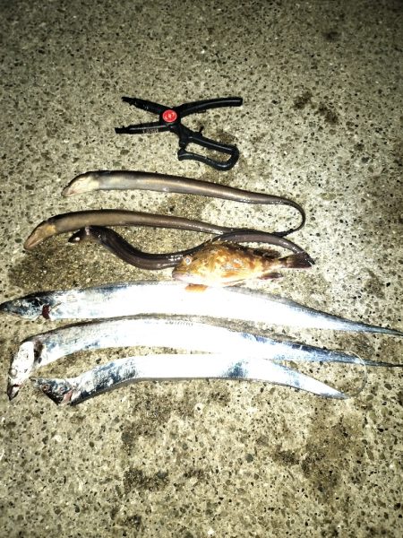 タチウオ、アナゴ