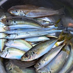 ファミリーフィッシング