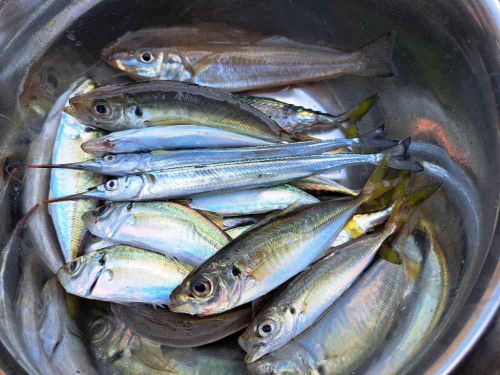 ファミリーフィッシング