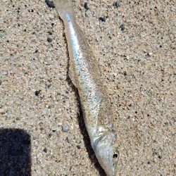 家族でチョイ投げ