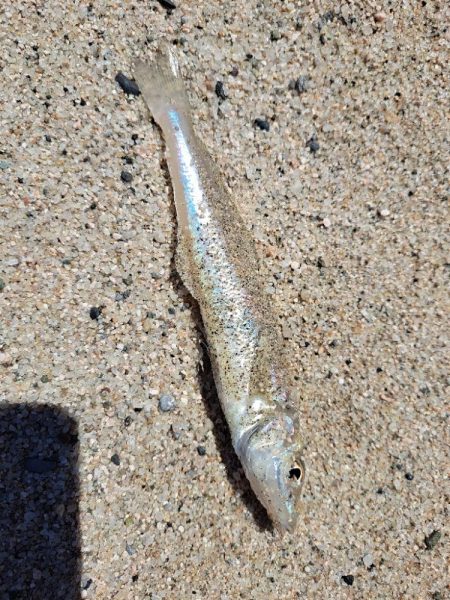 家族でチョイ投げ