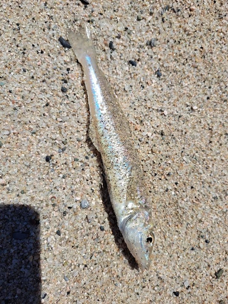 家族でチョイ投げ