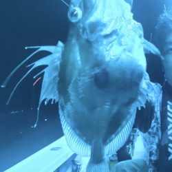 小浜沖 イカメタル バチコン