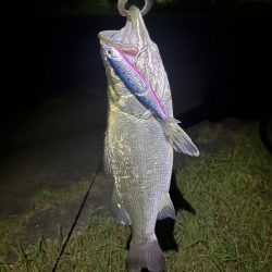 番匠川でヒラフッコ